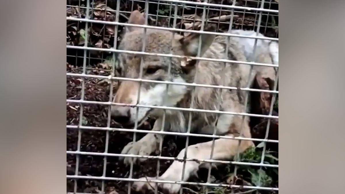 Zoologové na Šumavě chytili uprchlou vlčici. Ve výběhu pak napočítali jen tři zvířata ze třinácti